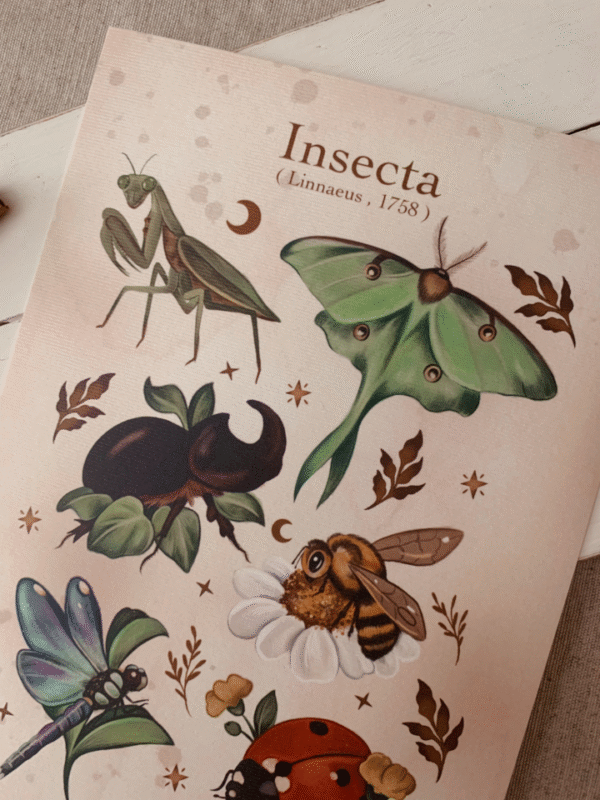 Lámina Insecta A5 - Imagen 2