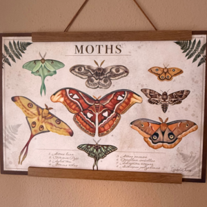 Print Moths , polillas
