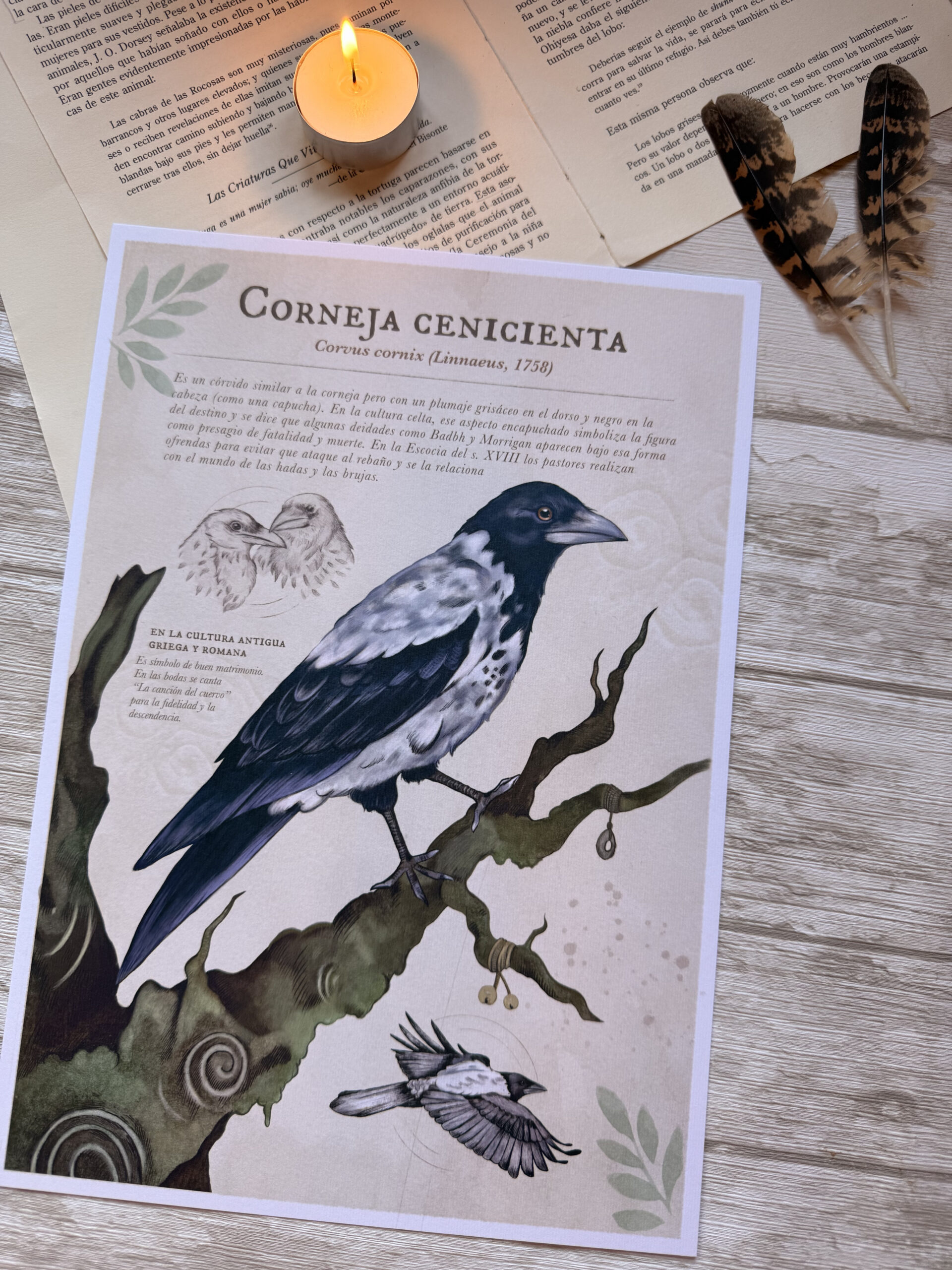 Lámina A4 Córvidos - Imagen 4
