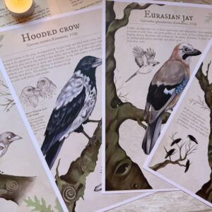 Corvids Prints A4 (English)